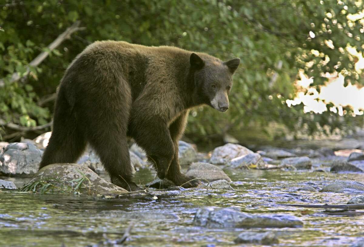 A black bear in Lake Tahoe in 2008. California Department of Fish and Wildlife recently released back to the wild a bear that was causing trouble in Kings Beach, on the north end of Lake Tahoe.