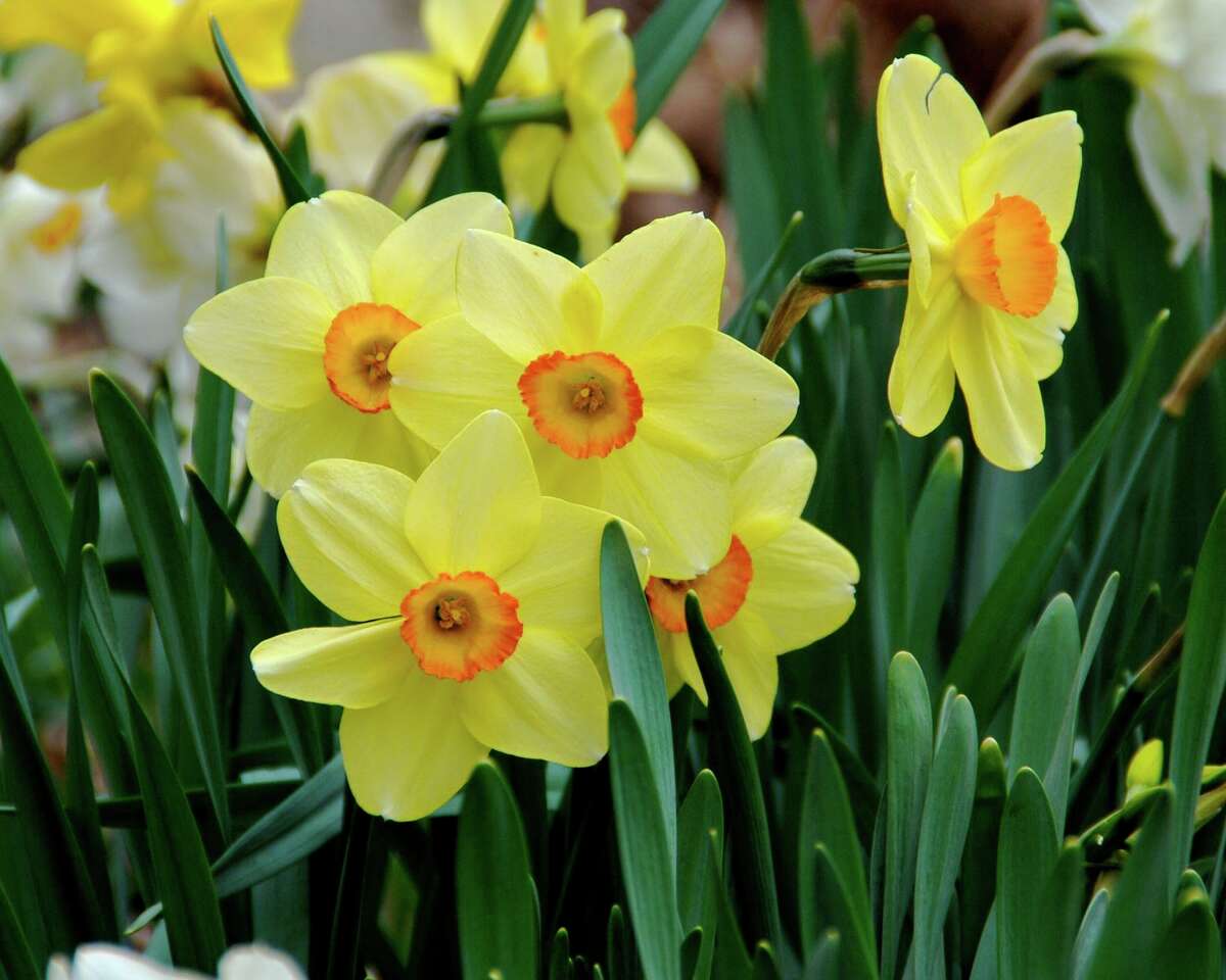 Plant daffodils in November for extra color next spring.