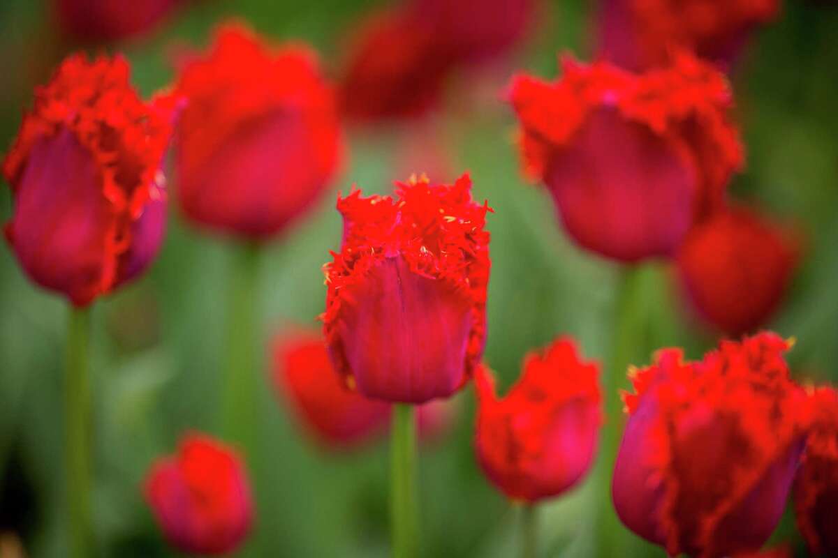 How to grow spring bulbs in Houston