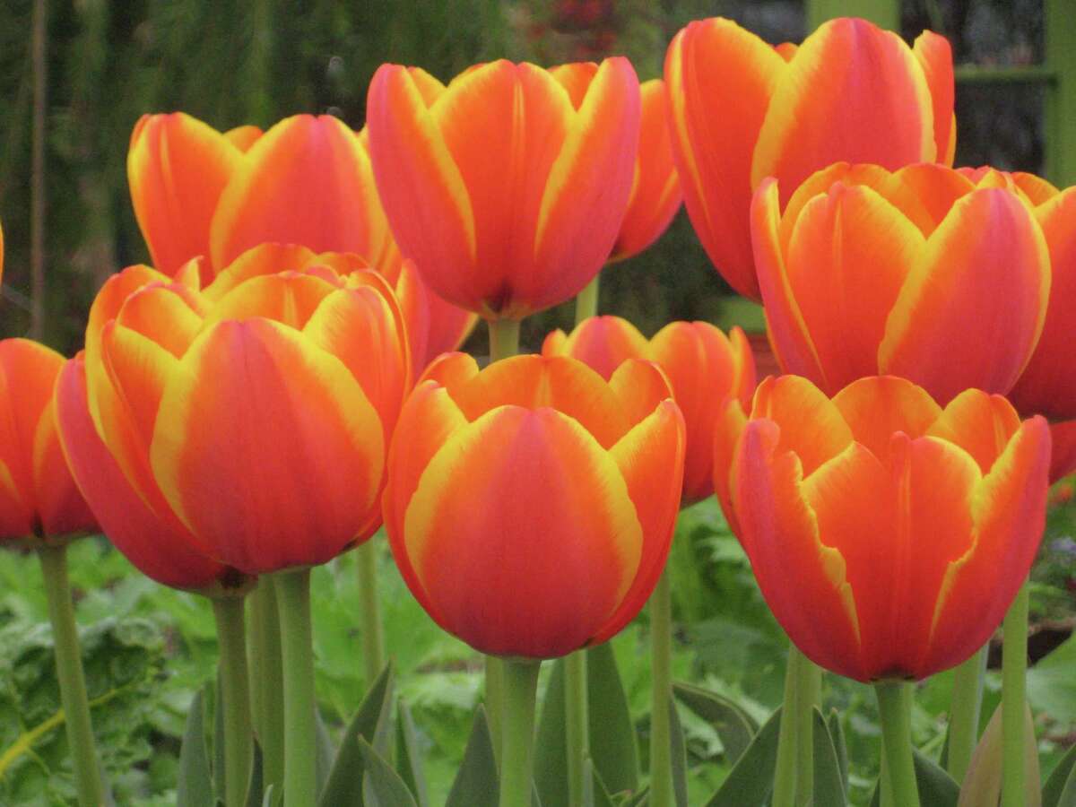 How to grow spring bulbs in Houston