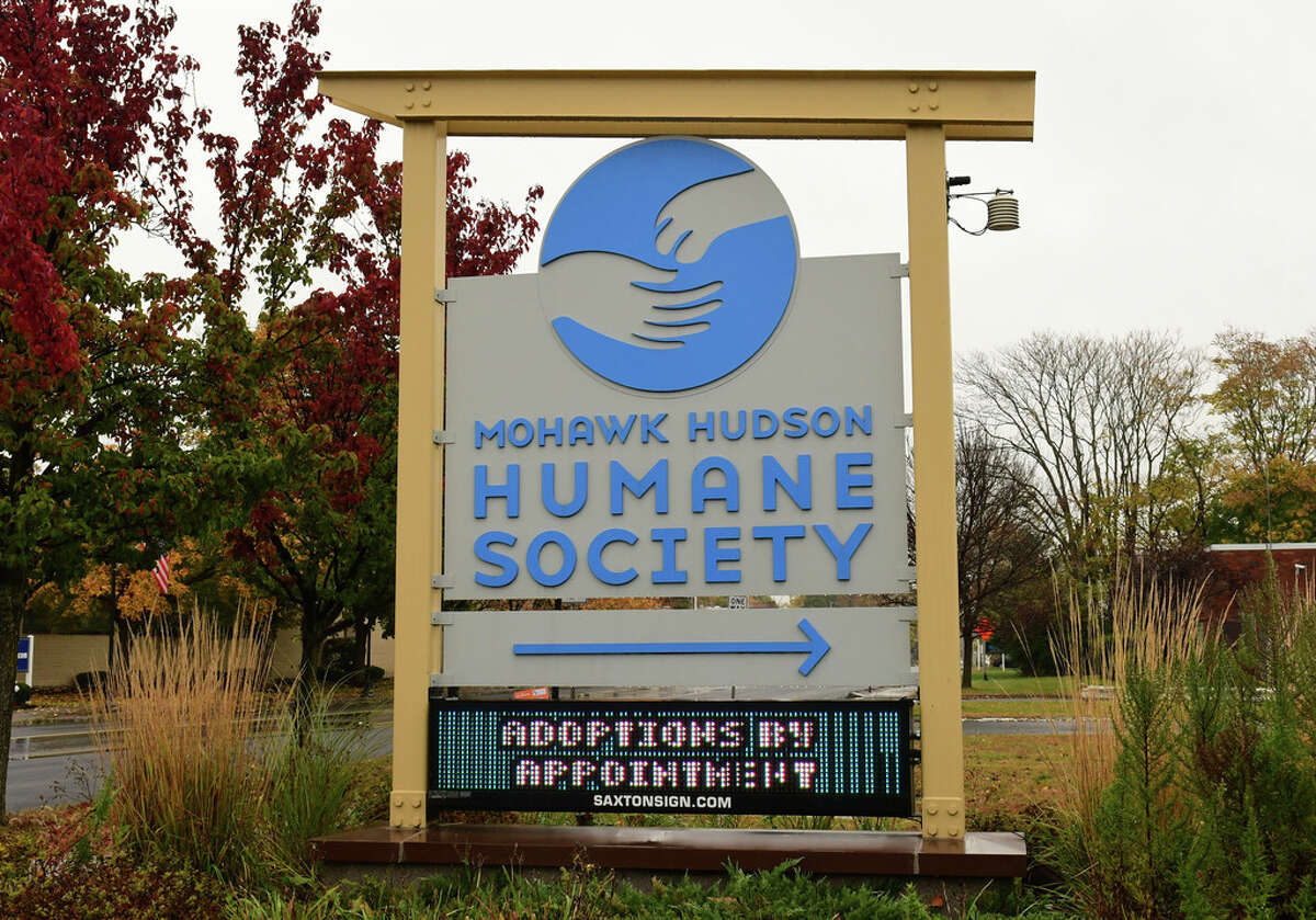 Officials at the Mohawk Hudson Humane Society are halting dog adoptions and quarantining the animals while they confront a distemper outbreak tied to the delivery of dogs from out of state. (Lori Van Buren/Times Union)