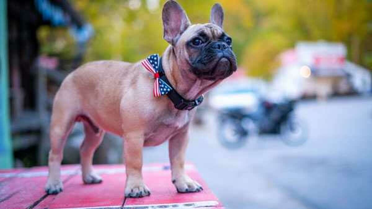 French bulldog race deals