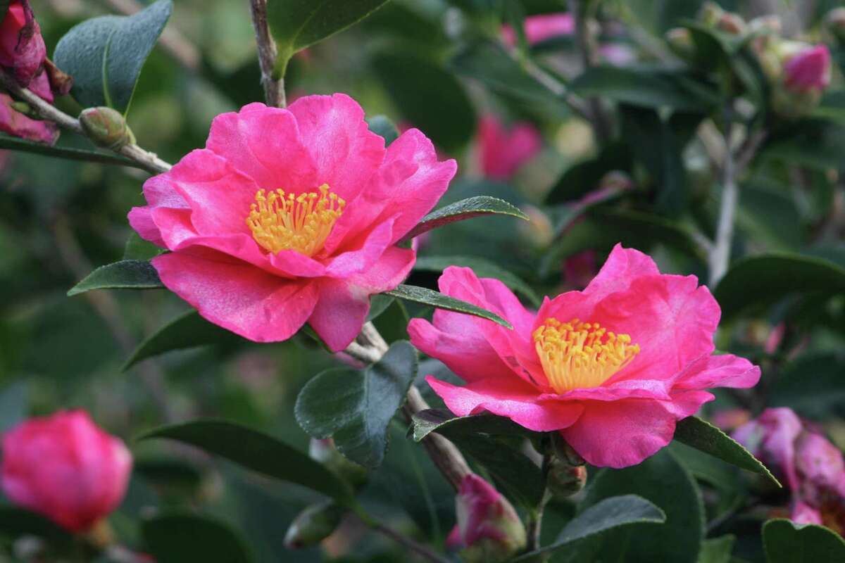Camellias add cool-season color to the SETX garden