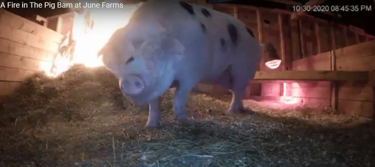 Ethel, a pregnant sow at June Farms in West Sand Lake, is seen in a screen grab from a video of a small fire in the pig barn on Oct. 30. 2020. The pig was unharmed. (Provided photo.)