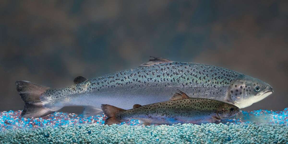This photo provided by AquaBounty Technologies shows two salmon of the same age — a genetically modified salmon (rear) and a non-genetically modified salmon in the foreground.