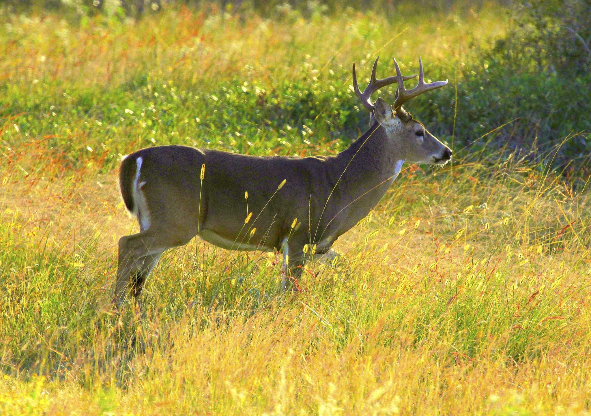 Texas deer season preview: Quality over quantity