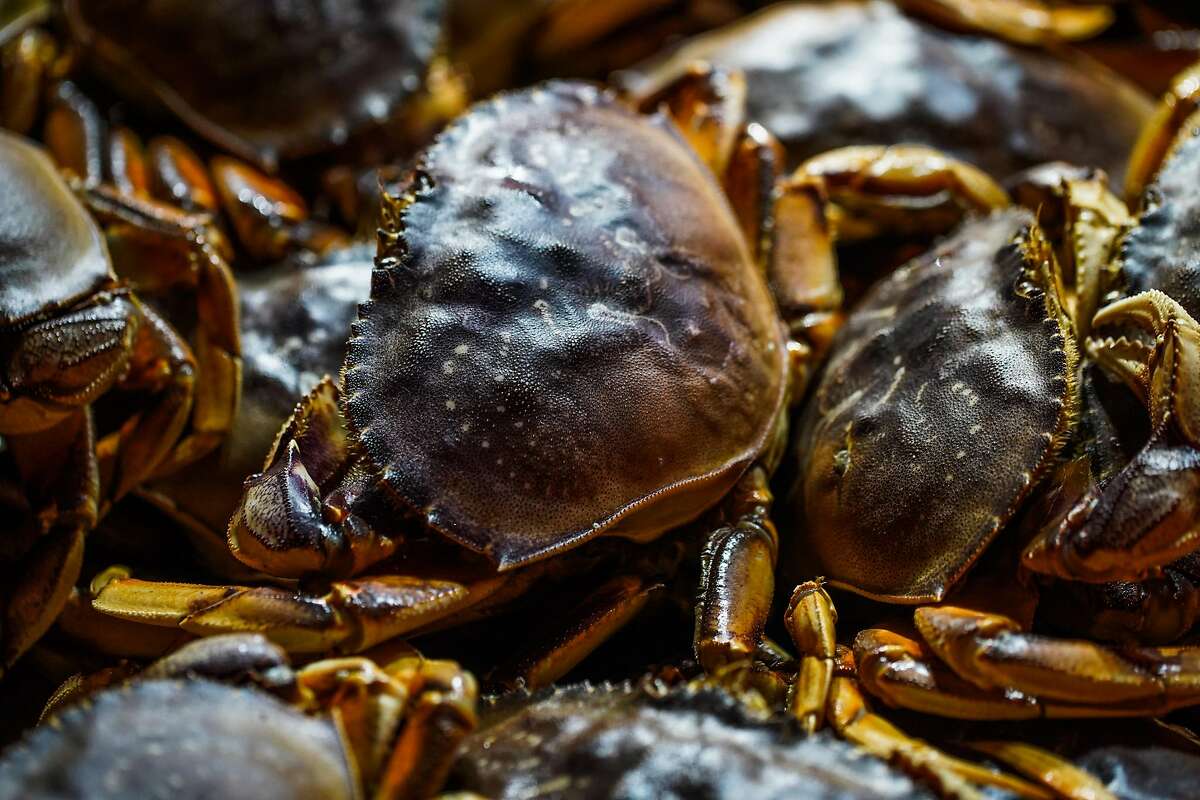 To get Dungeness crab on your Thanksgiving table, you’ll have to catch it yourself this year. The state has delayed the season to protect whales.