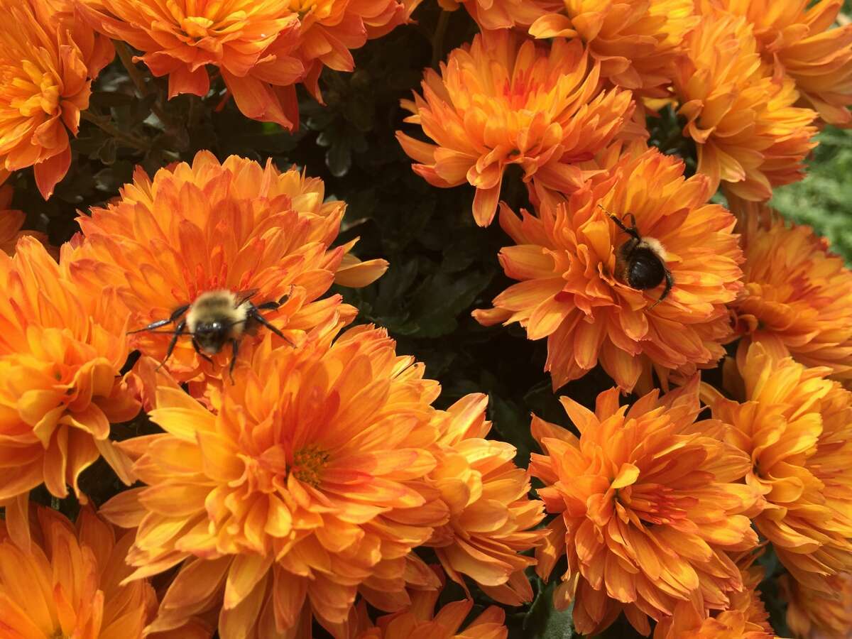 Pam Colon, Old Chatham says: " As the weather turned cooler in October, these bumblebees used our mums as their home base. They moved slowly in the morning as temperatures were low, then became more active as temperatures rose in the afternoon."