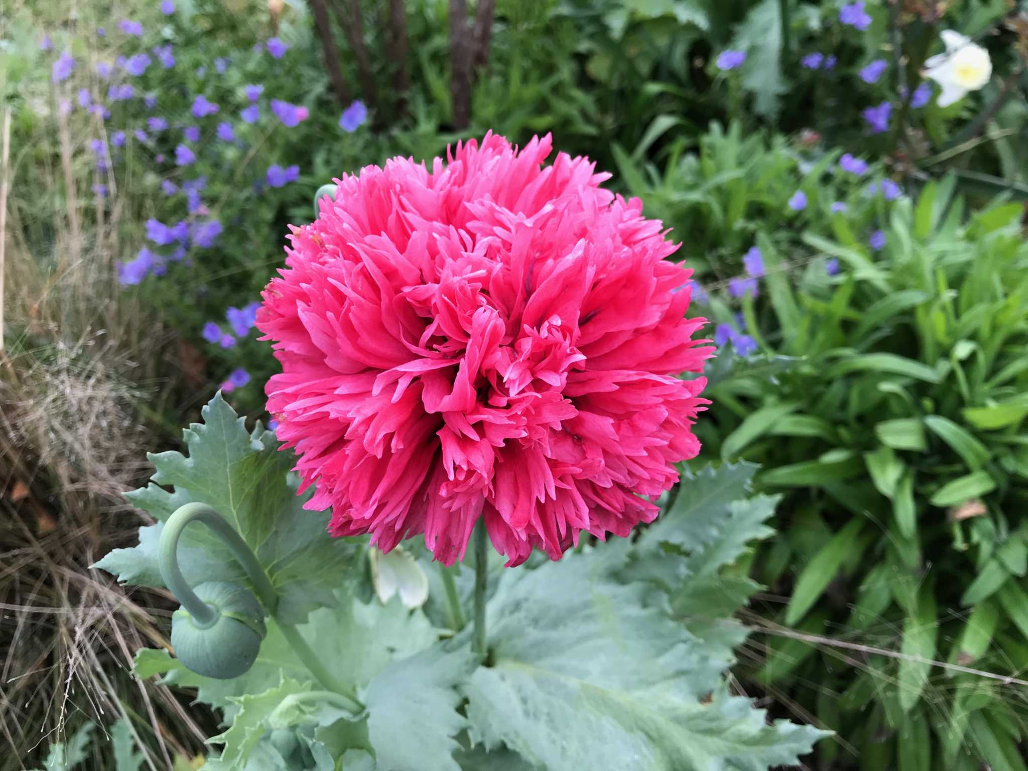 Got seeds? Plant them now for spring blossoms in Houston.