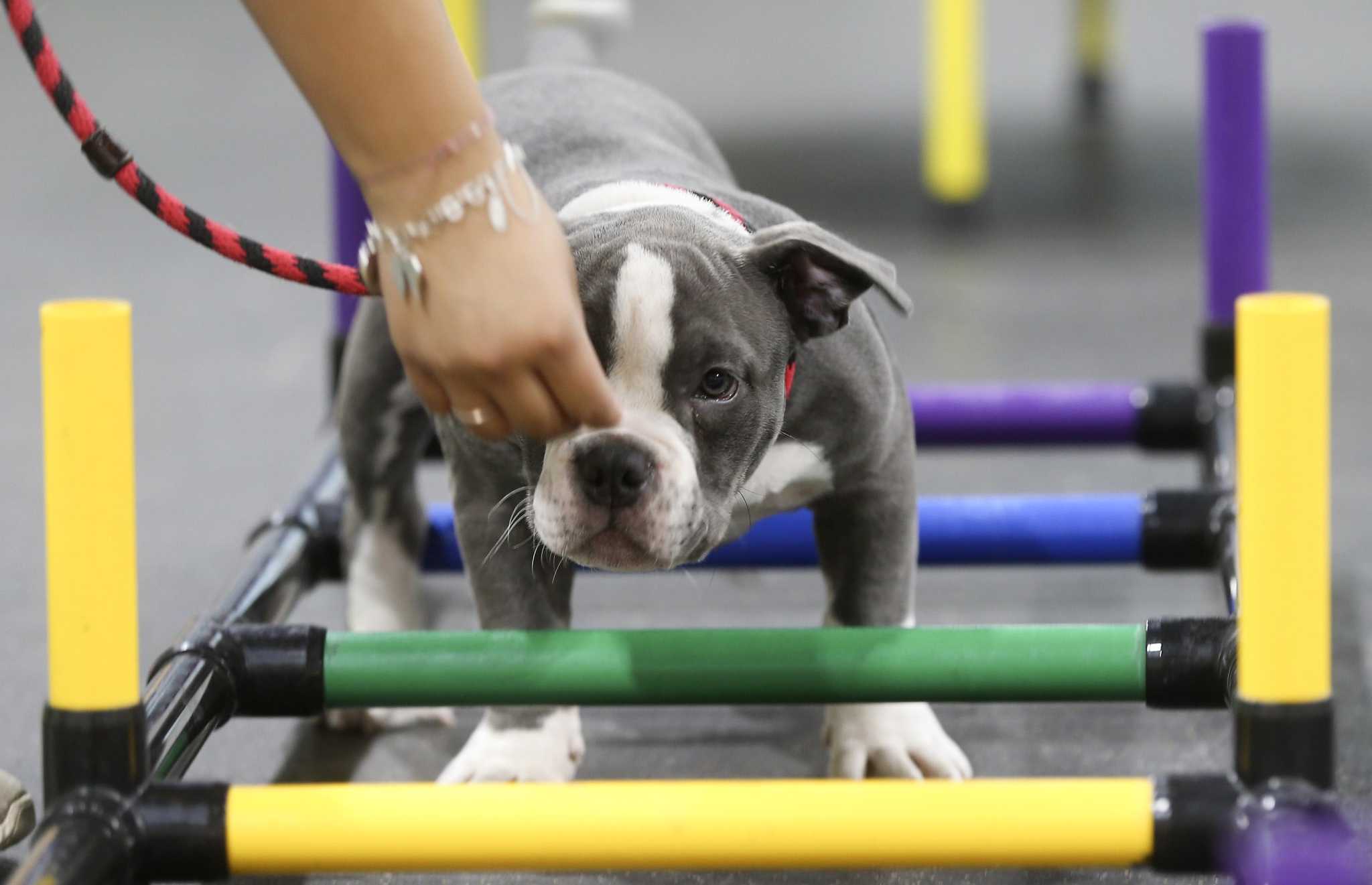 believe in dog training