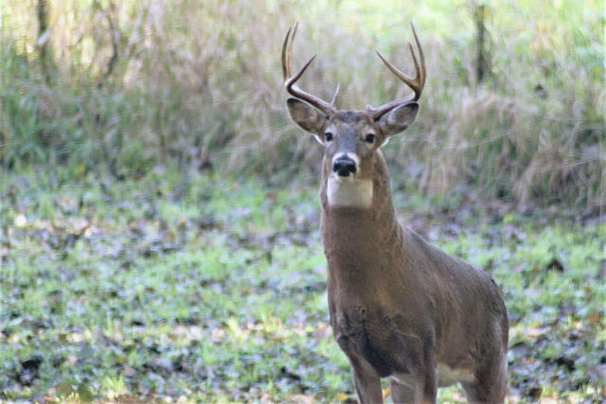 Springfield, Illinois partnering to curb deer population at Lake Springfield