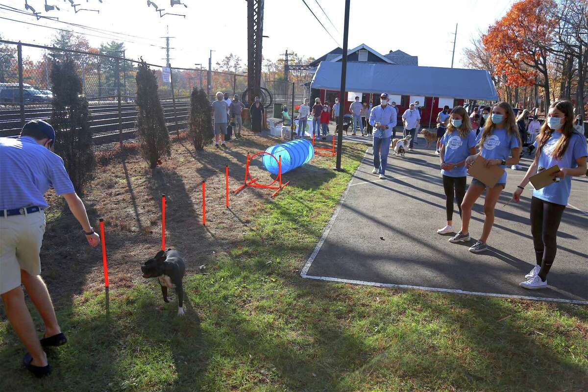 The Depot, Darien's Youth Center, held its first ever dog show on Sunday, Nov. 8. Judges watch as Charlie Hughes runs his dog Jimmy through the agility competition.