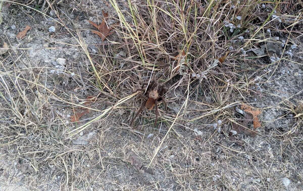 A male Texas tan tarantula.