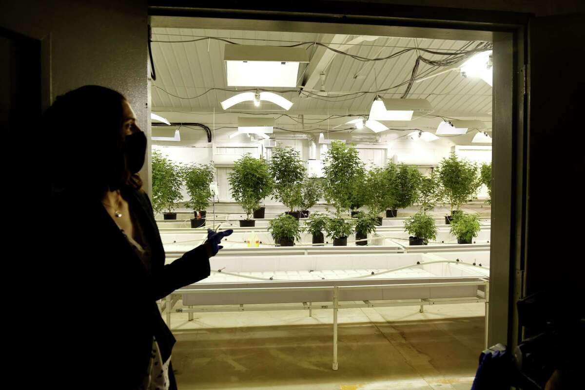 Medical cannabis plants at license holder Vireo Health's Fulton County facility in 2020. Hudson Health Extracts, which applied alongside Vireo in 2015, could soon be the next medical provider in N.Y. (Will Waldron/Times Union)