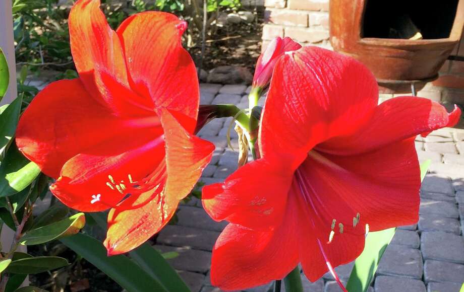 Can you plant amaryllis in the ground information