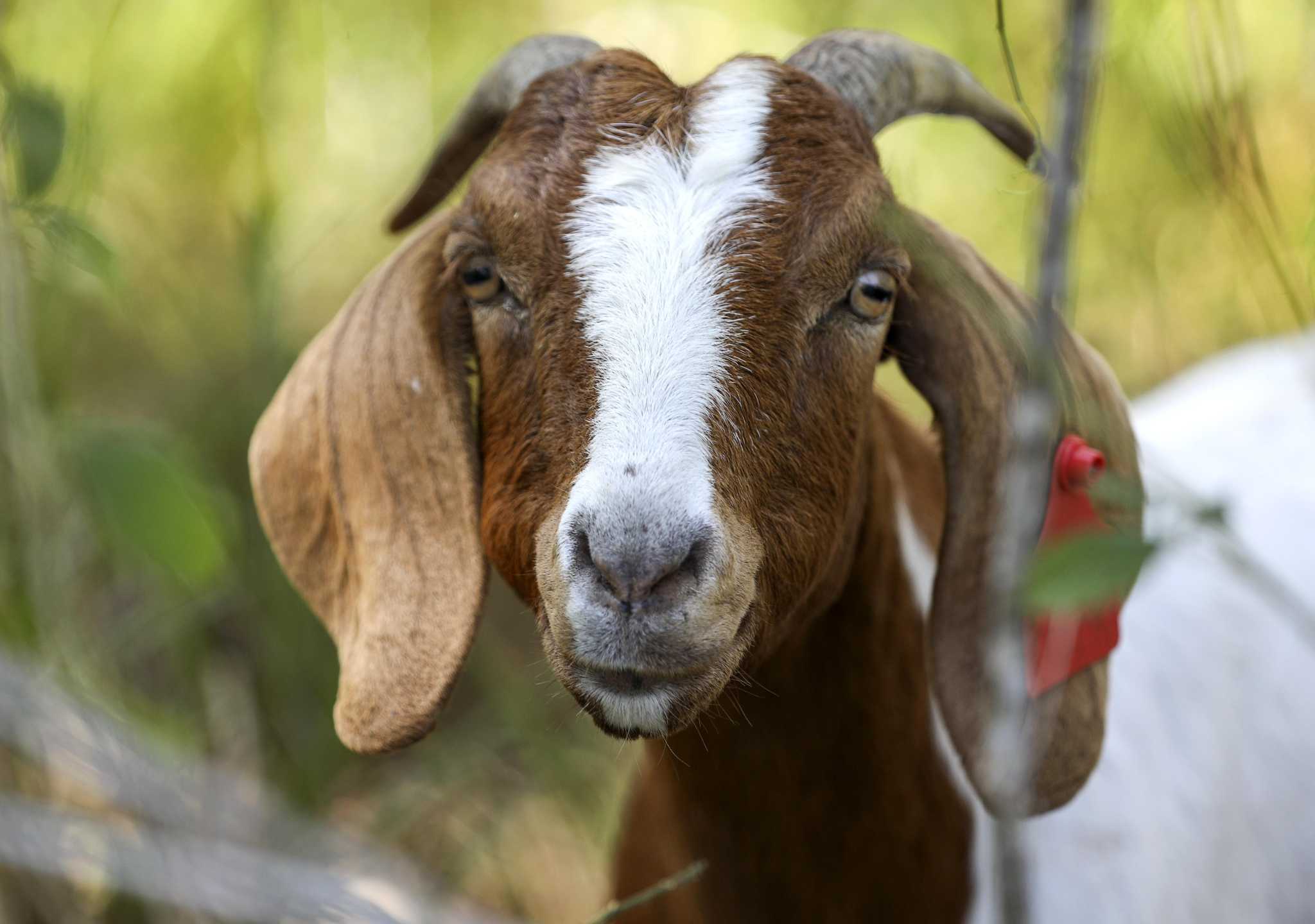 Rent-a-goats will return to the Houston Arboretum to help 'mow' the grasslands
