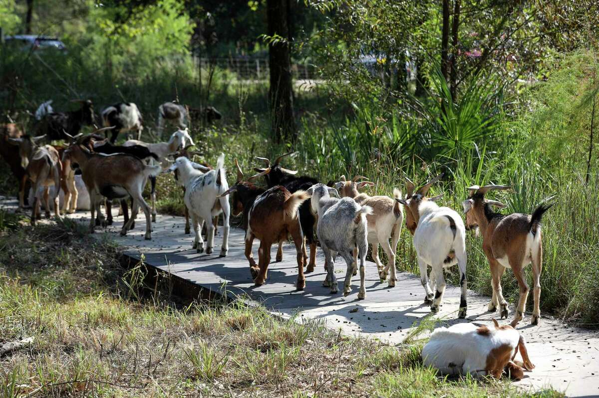 Goats graze at the Houston Arboretum and Nature Center in Houston.