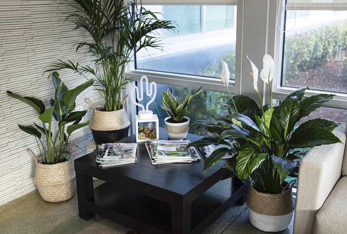 10 of the best places to buy houseplants (and planters) online