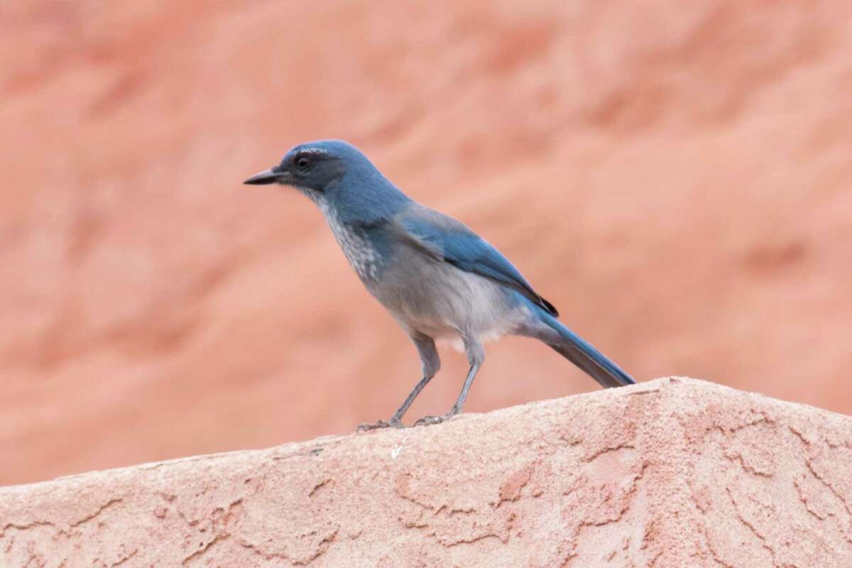 San Antonio S Blue Jay Birds Have A Bold Color And A Brash Bird Call To Match Their Attitude San Antonio S Blue Jay Birds Have A Bold Color And A Brash Bird Call To Match Their Attitude