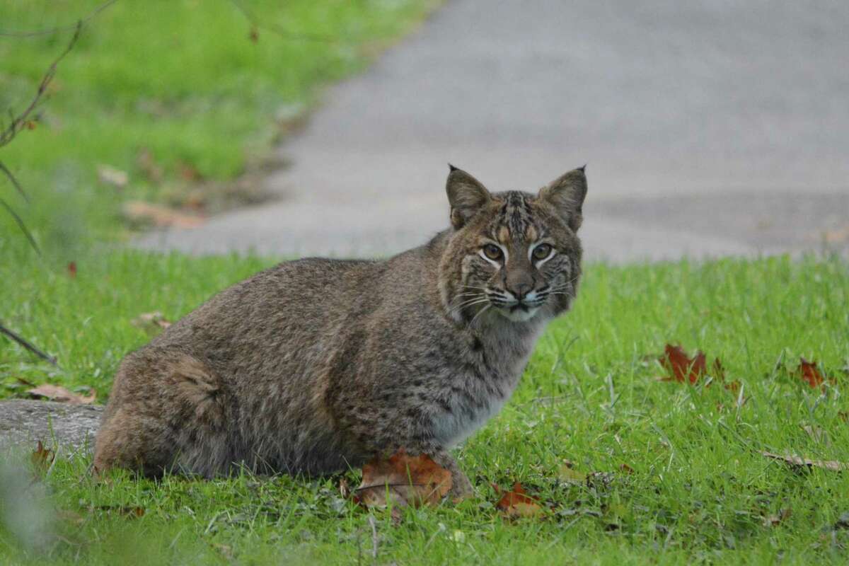 This big cat stopped by Tony Loomis's house on Overlook Drive in Ridgefield.