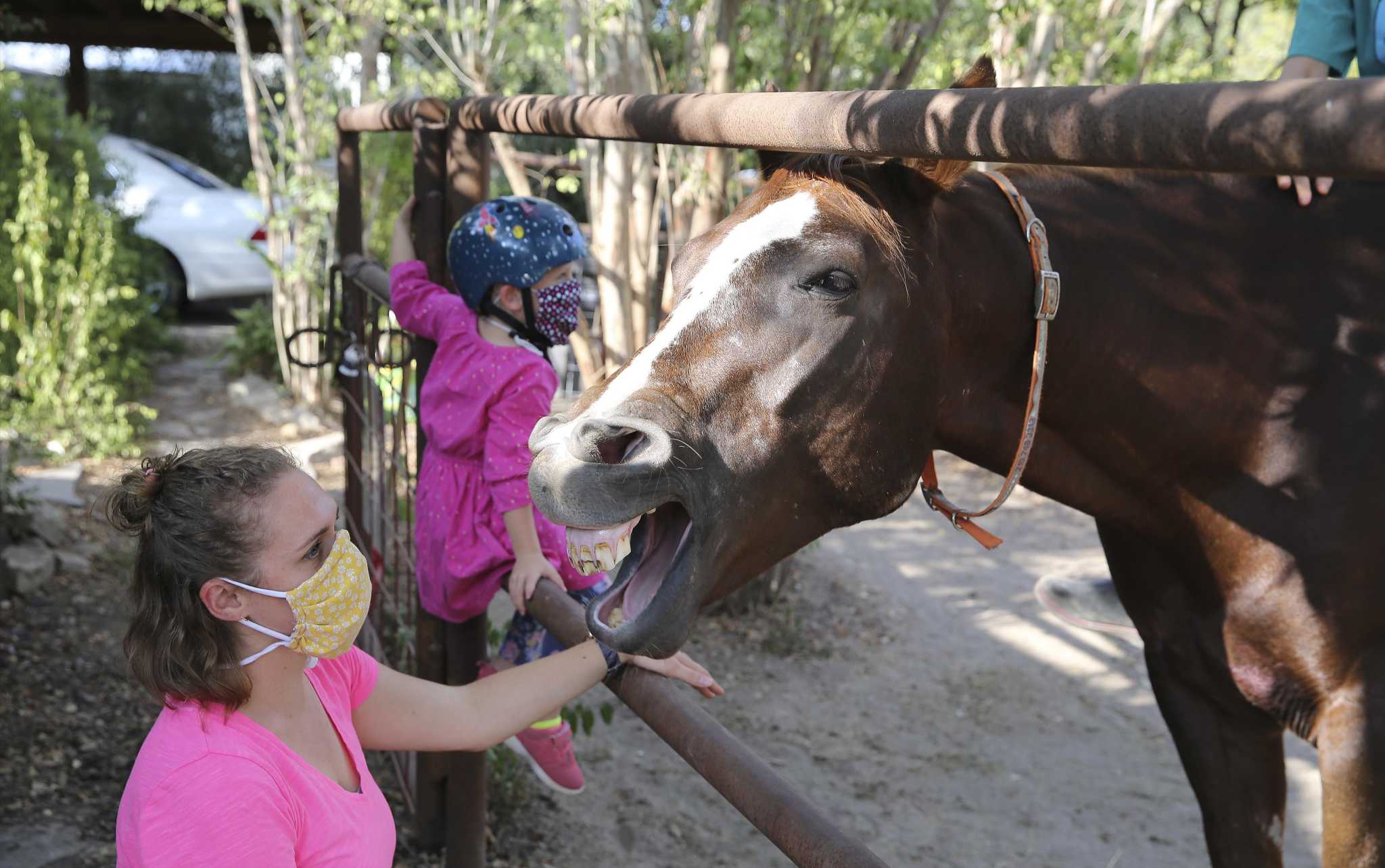 Horsepuppy a friendly horse who’s the unofficial mascot of the