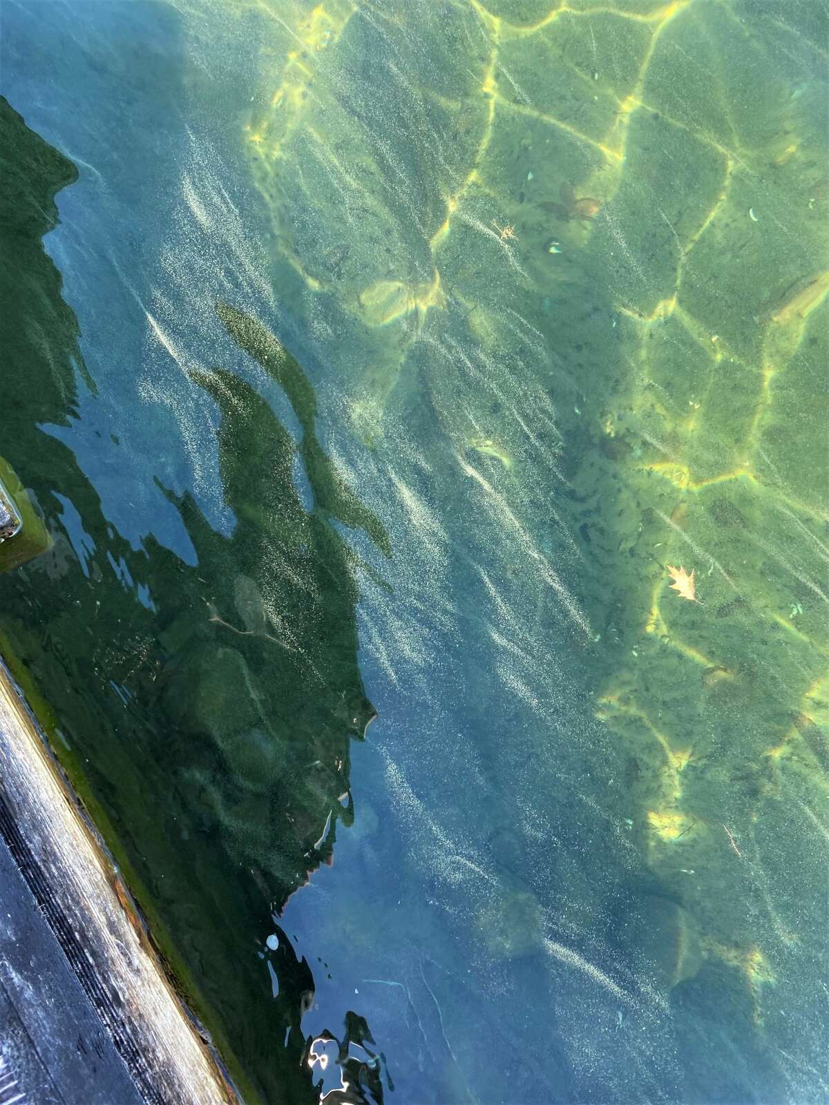 Two sections of Lake George grappled with algal blooms in the fall of 2020. (Photo courtesy Adirondack Explorer)