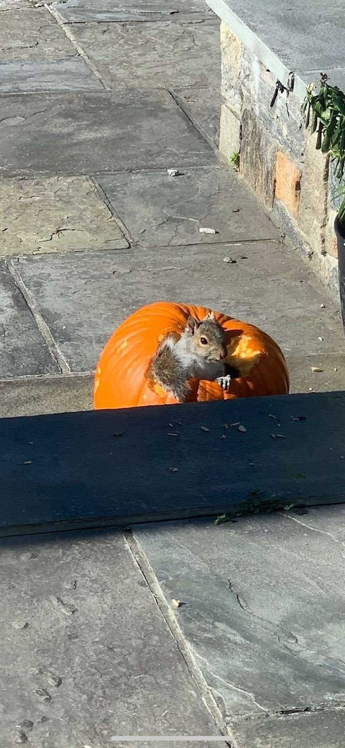 A squirrel named Peter is seen in a pumpkin on a recent sunny day this fall season in Ridgefield. The photo was submitted to The Ridgefield Press by practicing cardiologist, and author Dr. Evan Levine.