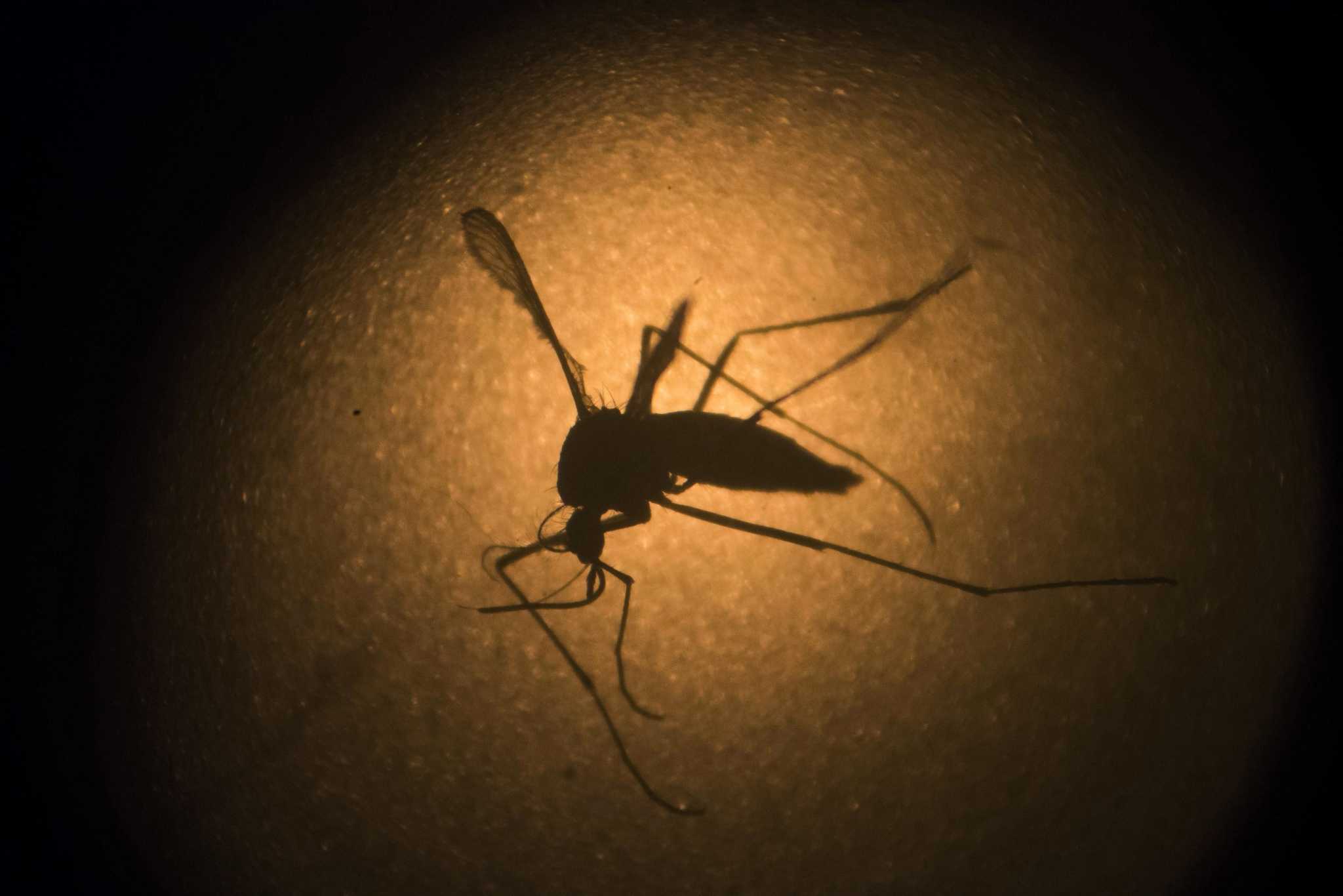 Study CT mosquito population jumps 60 percent in 20 years