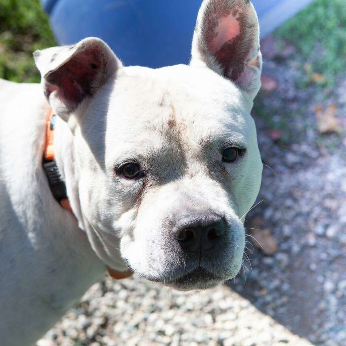 Jericho the dog is looking for an experienced, and dog-savvy adopter. He is at the ROAR Donofrio Animal Shelter in Ridgefield, and can be met via an appointment by calling the shelter at (203) 438-0158.