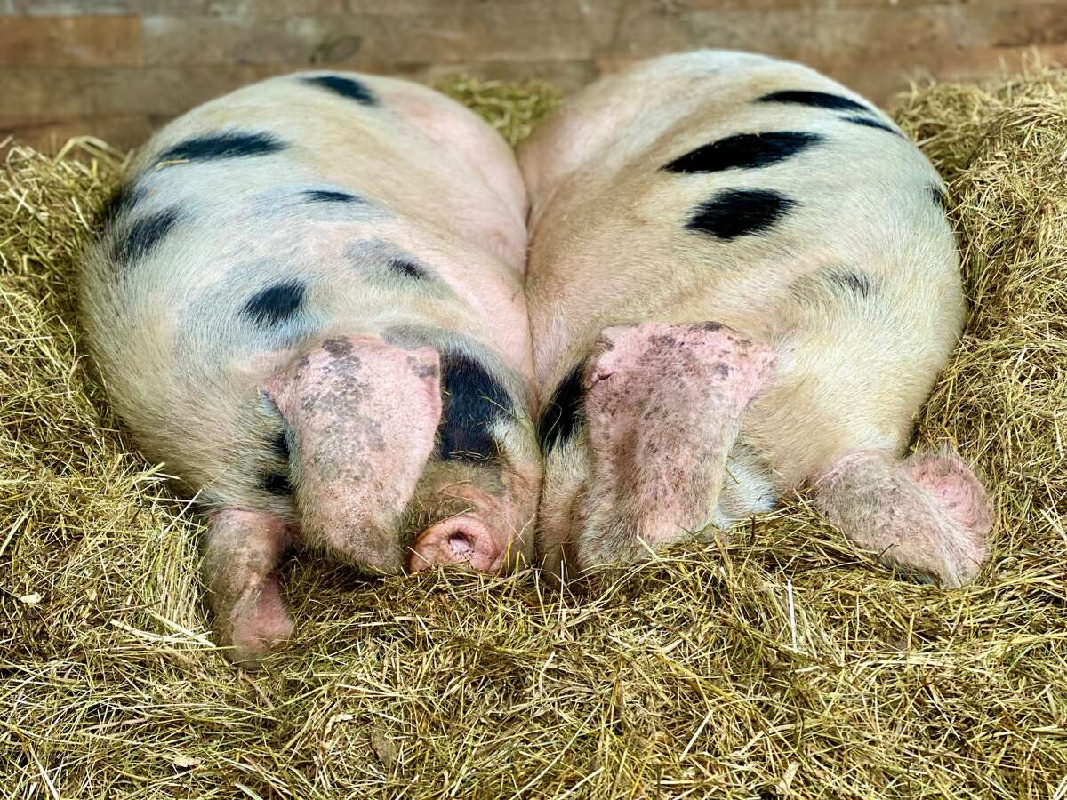 Lucy and Ethel, the pregnant pigs at June Farms in West Sand Lake, are no longer pregnant, according to an Instagram post from farm owner, Matt Baumgartner.