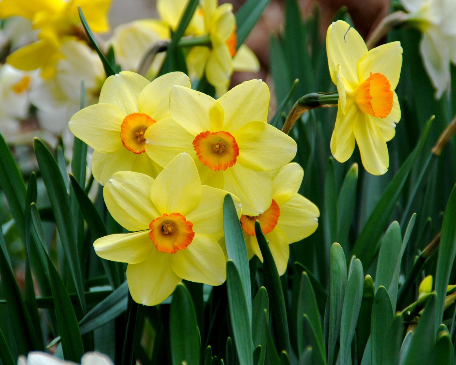 How to grow spring bulbs in Southeast Texas