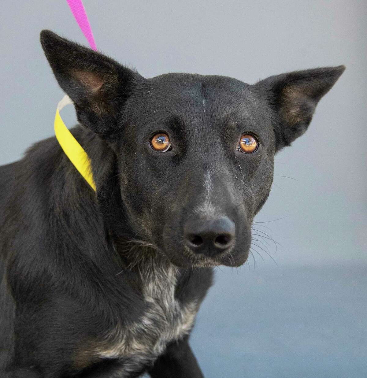 Sombra (A564117) is a 1-year-old, Australian cattle dog mix, available for adoption from Harris County Pets.