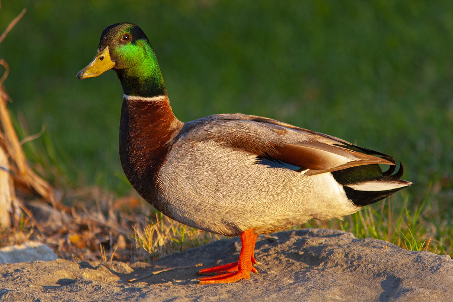 Here's how to tell a diving duck from a dabbling duck