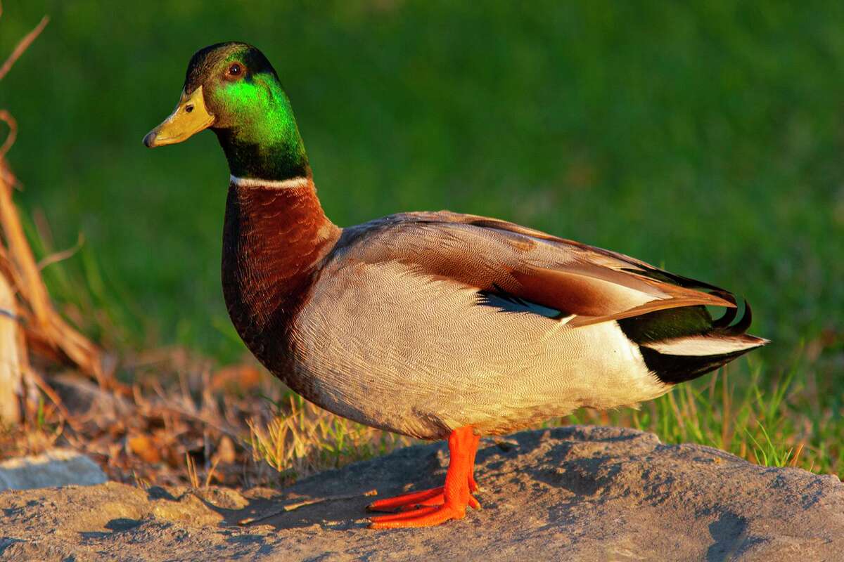 Here’s how to tell a diving duck from a dabbling duck