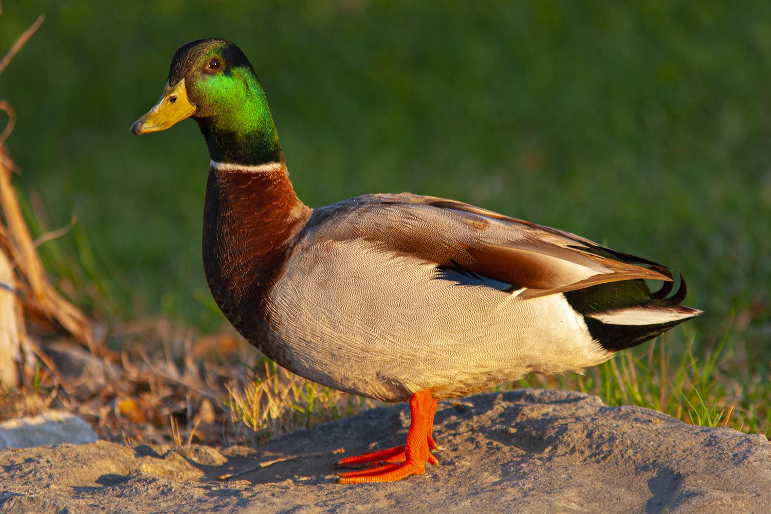 Here’s how to tell a diving duck from a dabbling duck