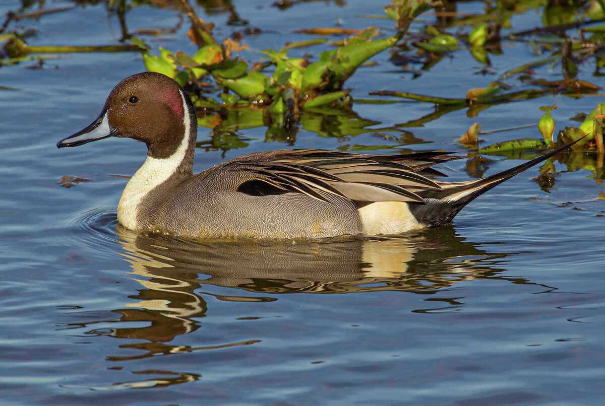 Here's how to tell a diving duck from a dabbling duck