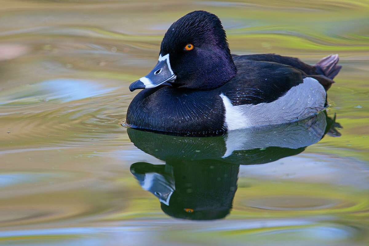 Here’s how to tell a diving duck from a dabbling duck