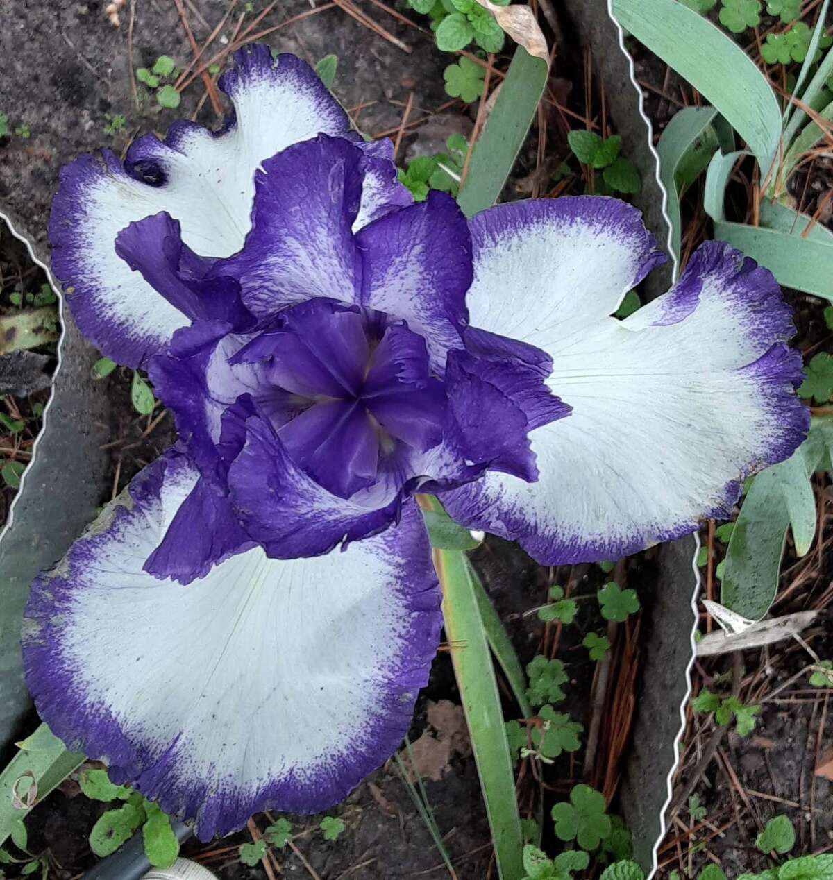 Iris is the ancient Greek goddess of the rainbow, and the iris may take that moniker from the fact that it comes in a rainbow of colors.