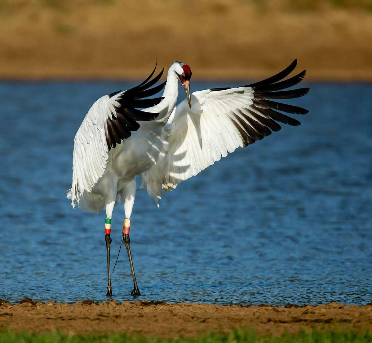 Whooping cranes are an endangered species.