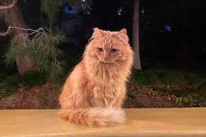 Disneyland cats are real. Here's how to see them.