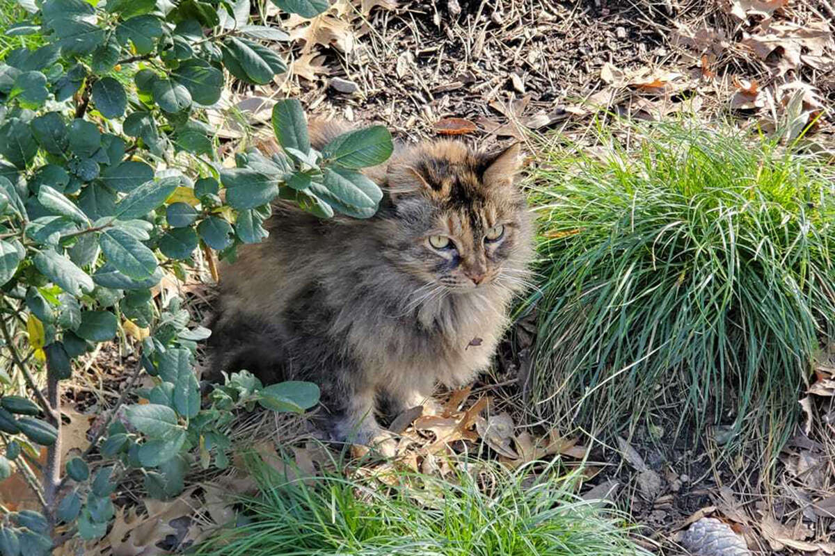 The Disneyland cat that lives by Grizzly River Run in Disney's California Adventure.