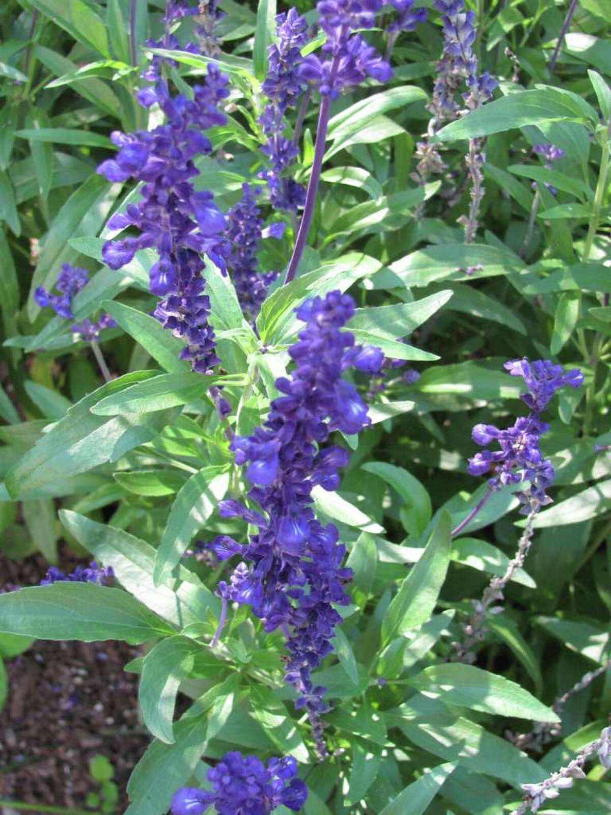 Salvia Victoria Blue is the queen of annuals