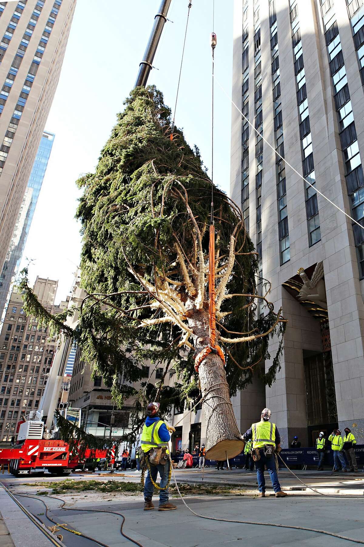 NEW YORK, NEW YORK - NOVEMBER 14: The Rockefeller Center Christmas Tree arrives at Rockefeller Plaza and is craned into place on November 14, 2020 in New York City. (Photo by Cindy Ord/Getty Images)