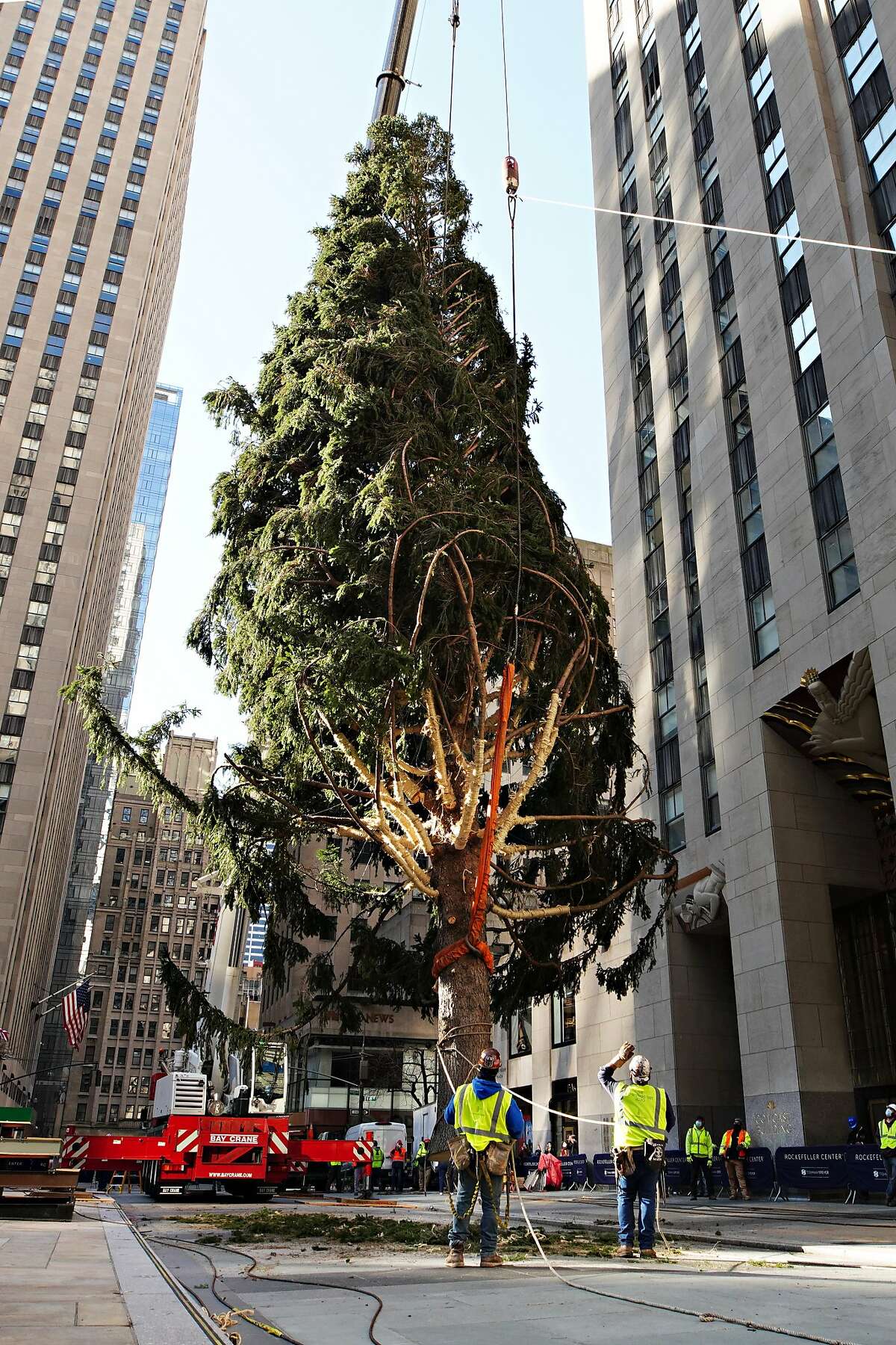 NEW YORK, NEW YORK - NOVEMBER 14: The Rockefeller Center Christmas Tree arrives at Rockefeller Plaza and is craned into place on November 14, 2020 in New York City. (Photo by Cindy Ord/Getty Images)