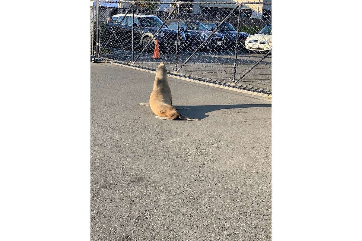 Sea lion found at Corte Madera car dealership being nursed back to health