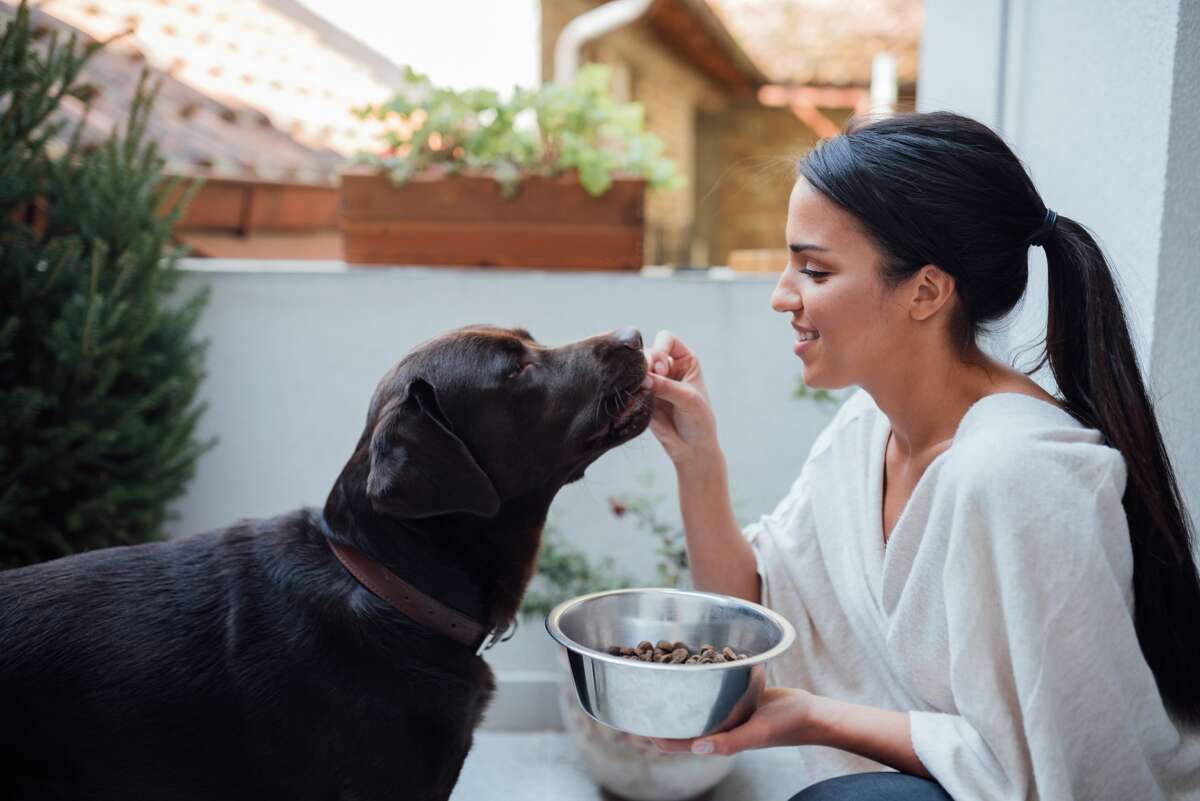 petsmart beggin strips