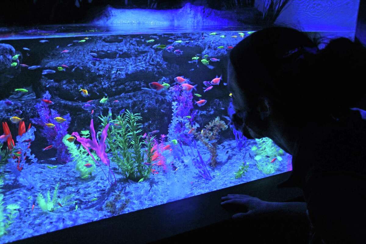 Tetras and zebrafish are part of