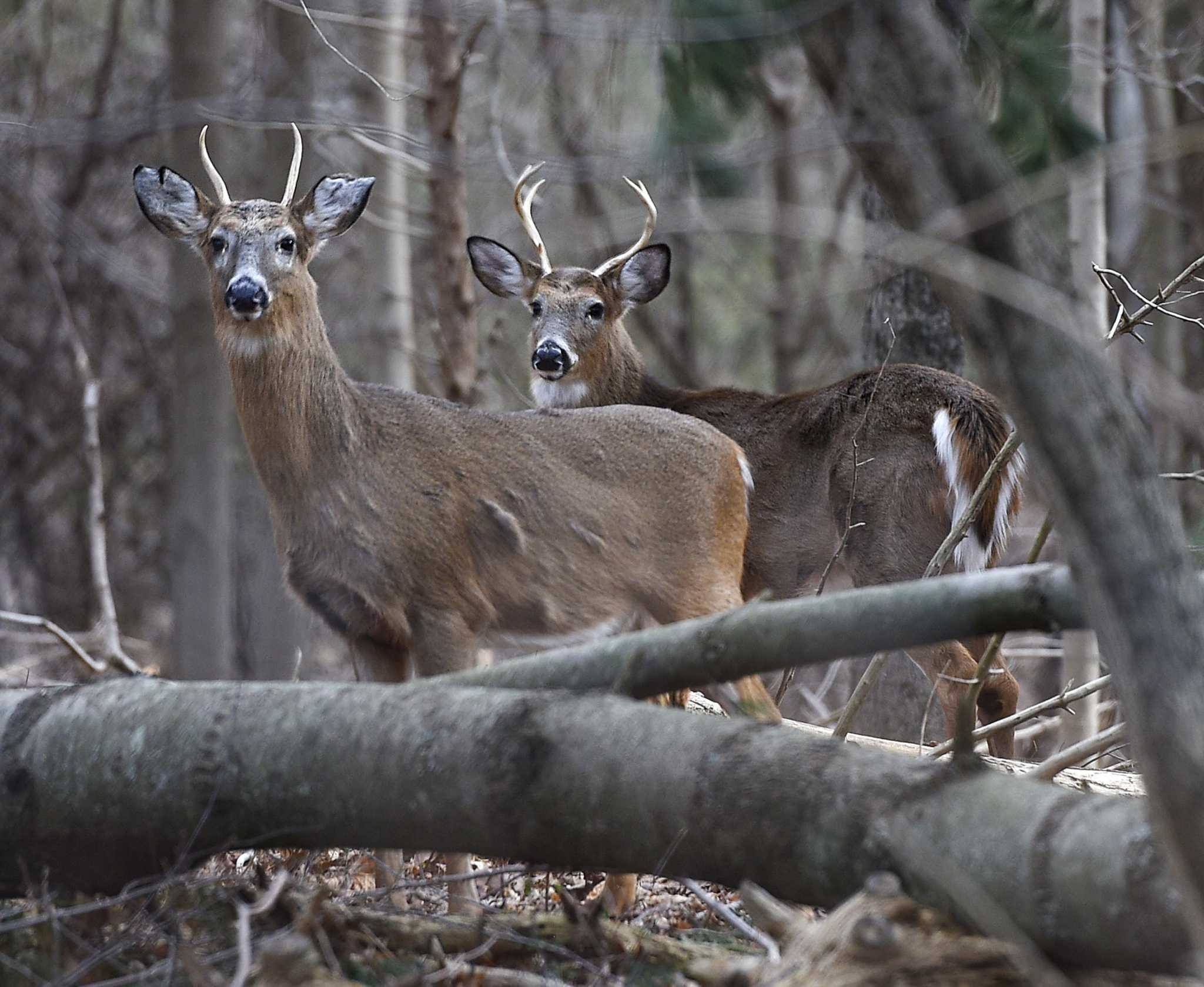 Fall firearms deer hunting season begins in CT