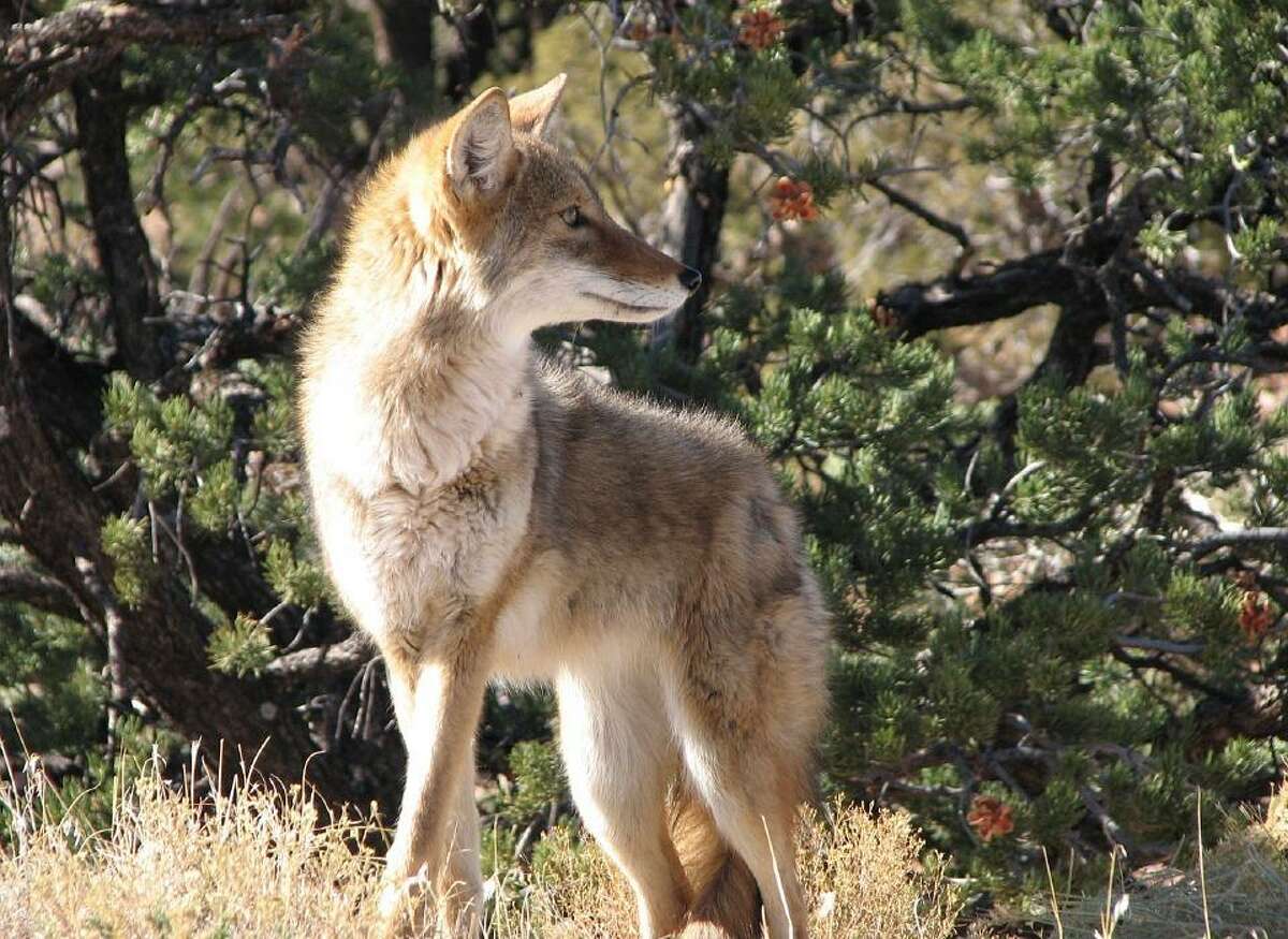Coyotes are canines but never forget they are wild animals and extremely shy of man.