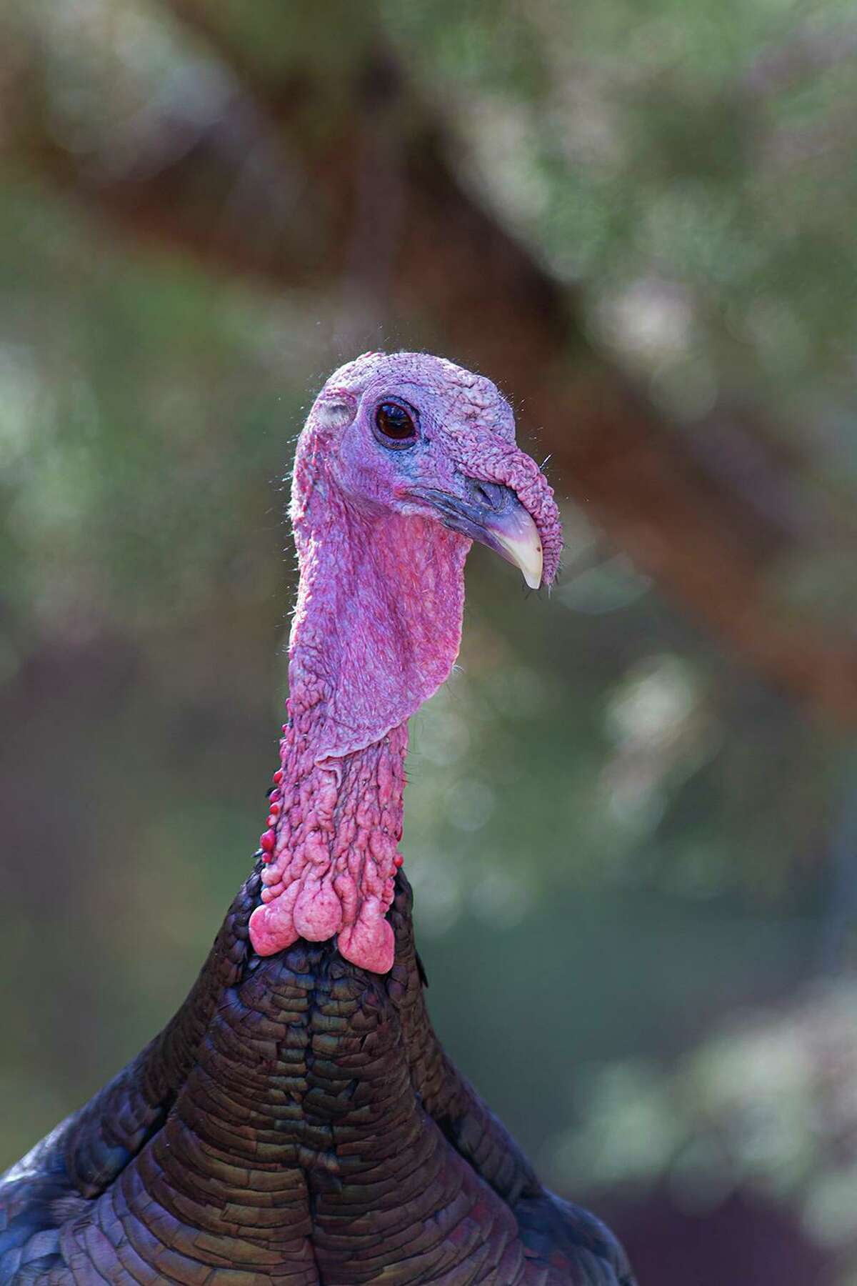 Wild turkeys roam Texas fields and forests